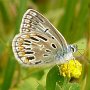 common blue abb_radiata courvoisier